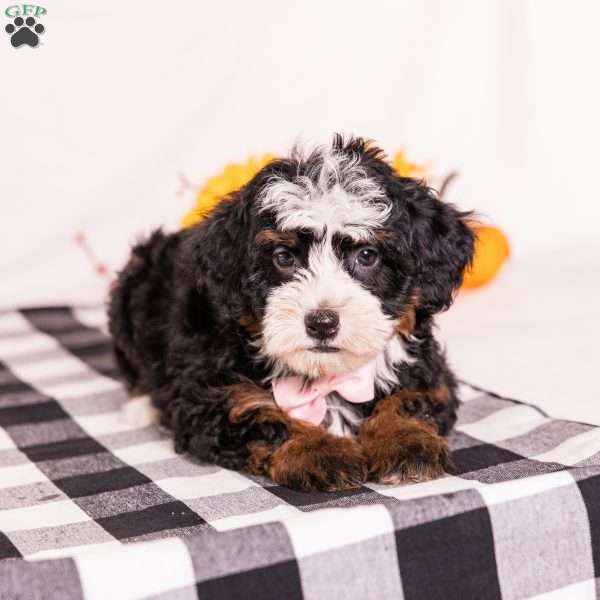 Elaine, Mini Bernedoodle Puppy